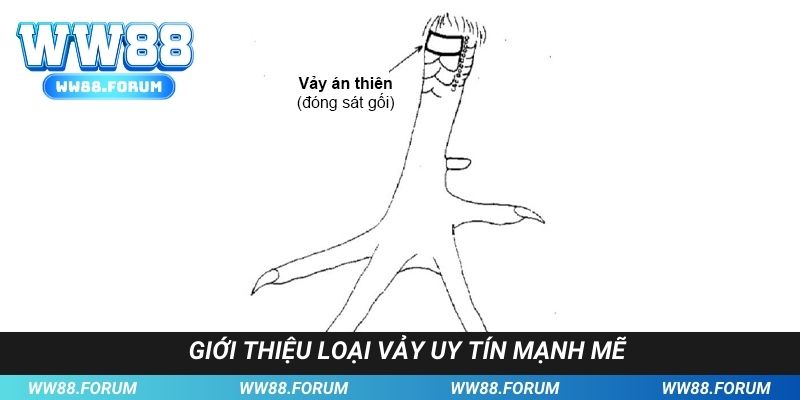 Cách chọn vảy gà uy tín, mạnh mẽ mang lại nhiều giá trị bổ ích