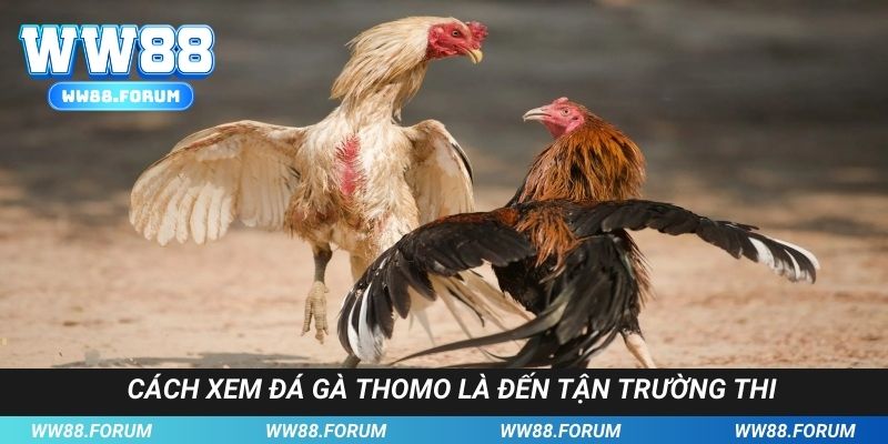 Cách xem đá gà Thomo là đến tận trường thi