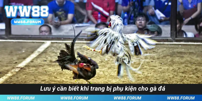 Lưu ý cần biết khi trang bị phụ kiện cho gà đá