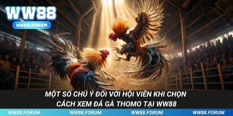 Một số chú ý đối khi chọn cách xem đá gà Thomo tại WW88