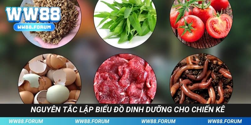 Nguyên tắc lập thực ăn cho gà đá sung cực cơ bản cho người mới