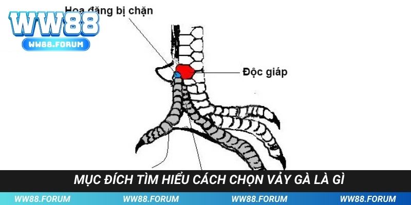 Những lý do người dùng nên tham khảo bí kíp cách chọn vảy gà