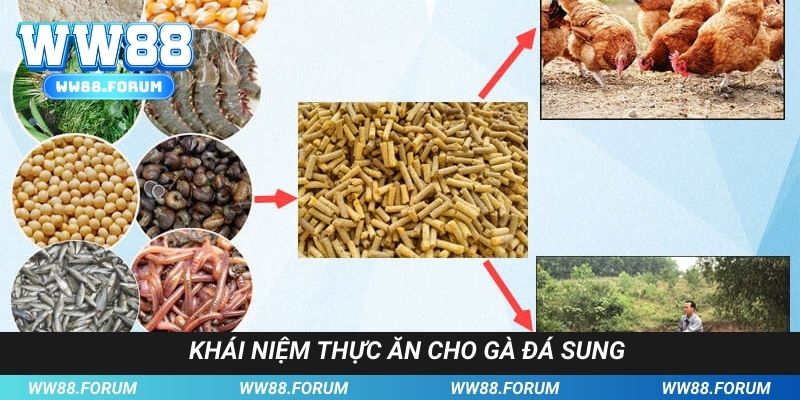 Tìm hiểu khái niệm về thức ăn phát triển gà chọi là gì